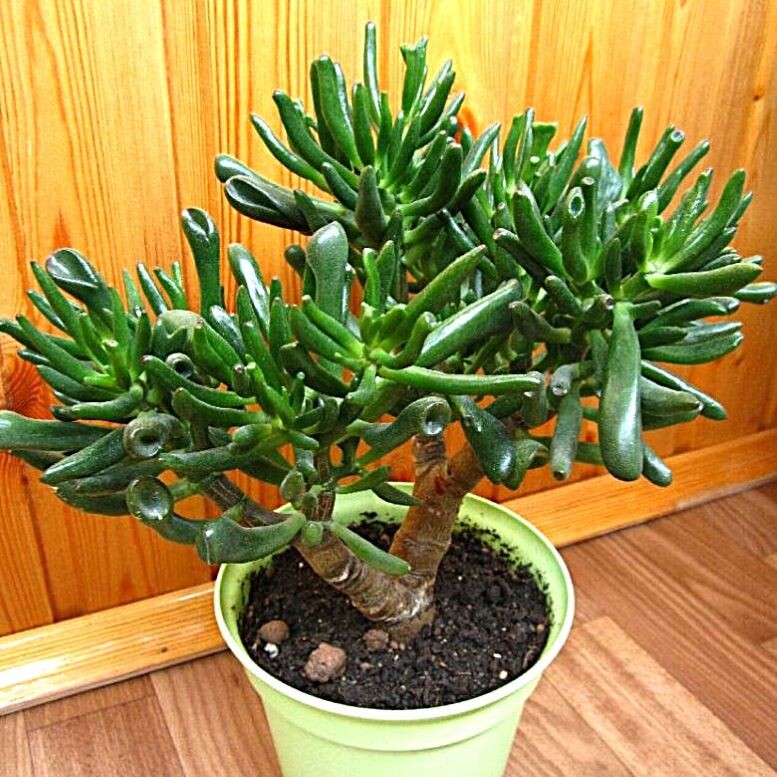 Яндекс Картинки