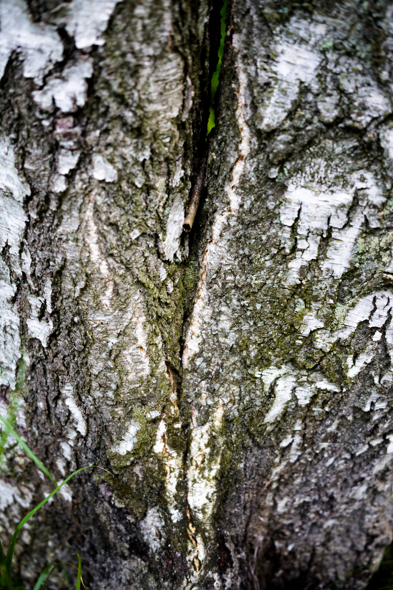 Береза у славян пользовалась особым почтением. Это дерево - женское, и с ним связаны многие женские обряды (в том числе, например, помогающие забеременеть). Фото автора.