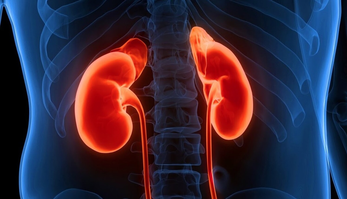    Размер почек человек можно сравнить с кулаком. Источник изображения: istockphoto.com