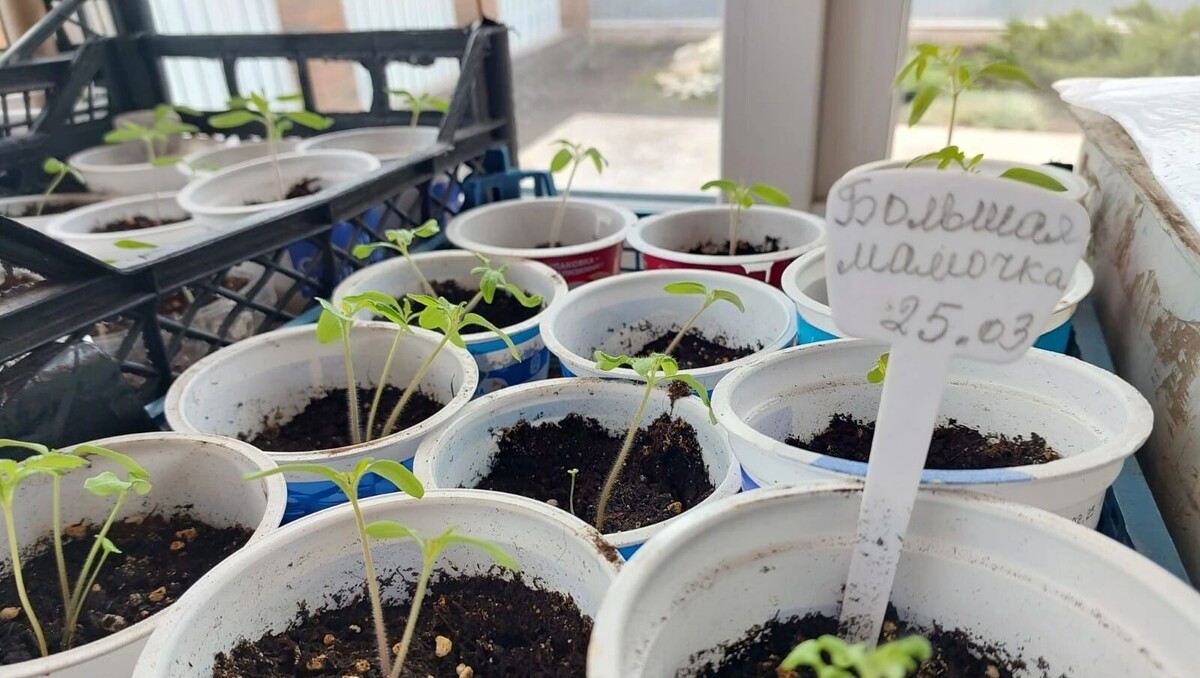     Источник: 56orb.ru