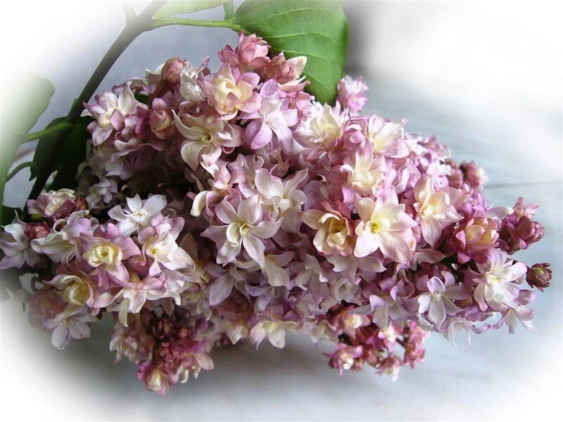 Фото: сорт сирени Федерико Гарсия Лорка
