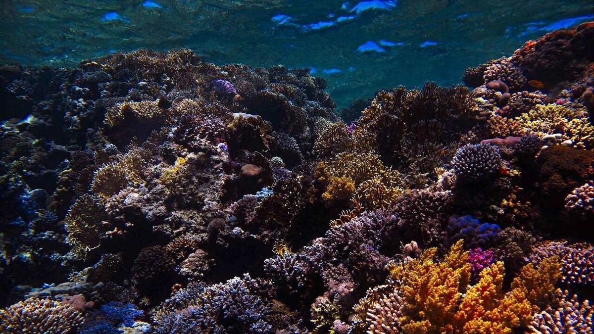 Коралловый риф