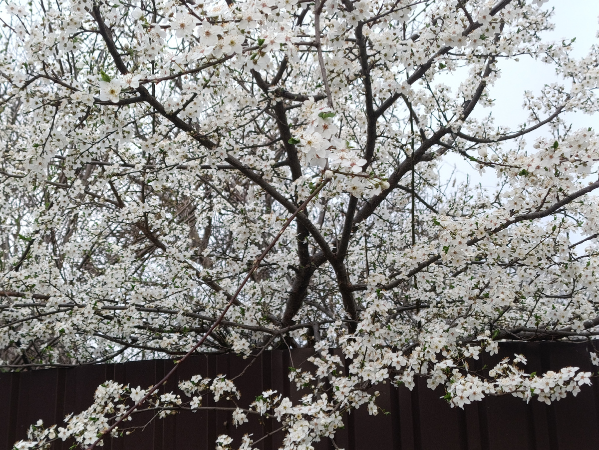 Алыча цветение 25 марта