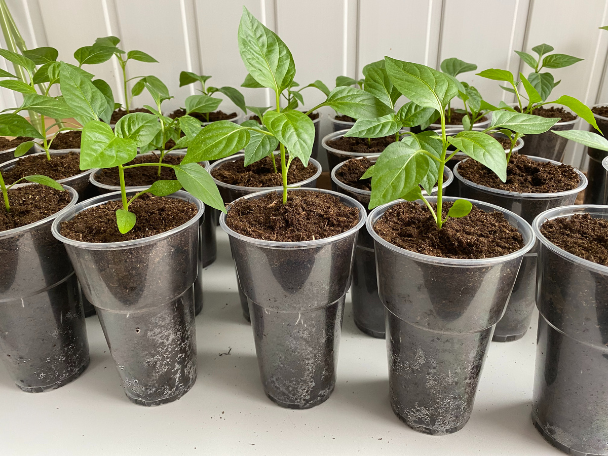 рассада перца закаливается на балконе