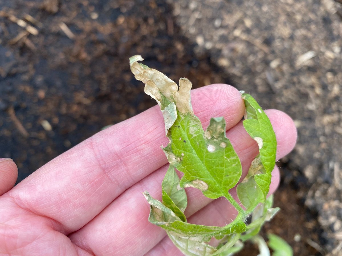 лист томата, пострадавший от заморозков
