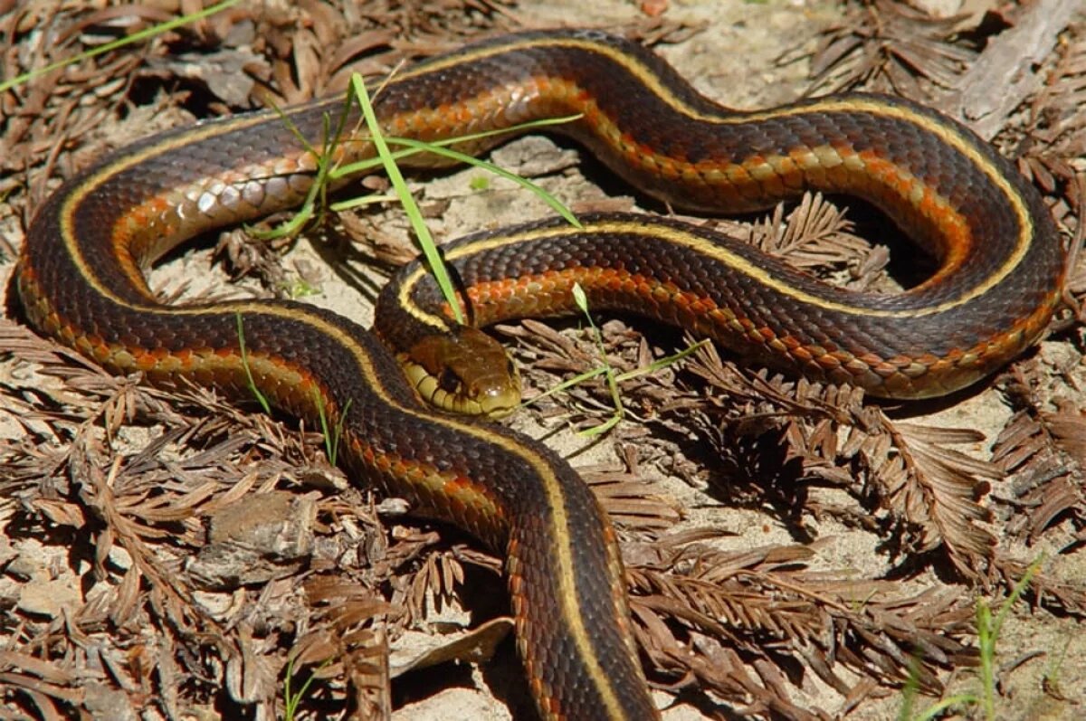    Подвязочная змея.