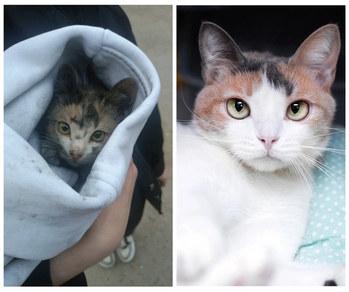 Кошка Нефертари, 2 года. Была найдена на жд станции.