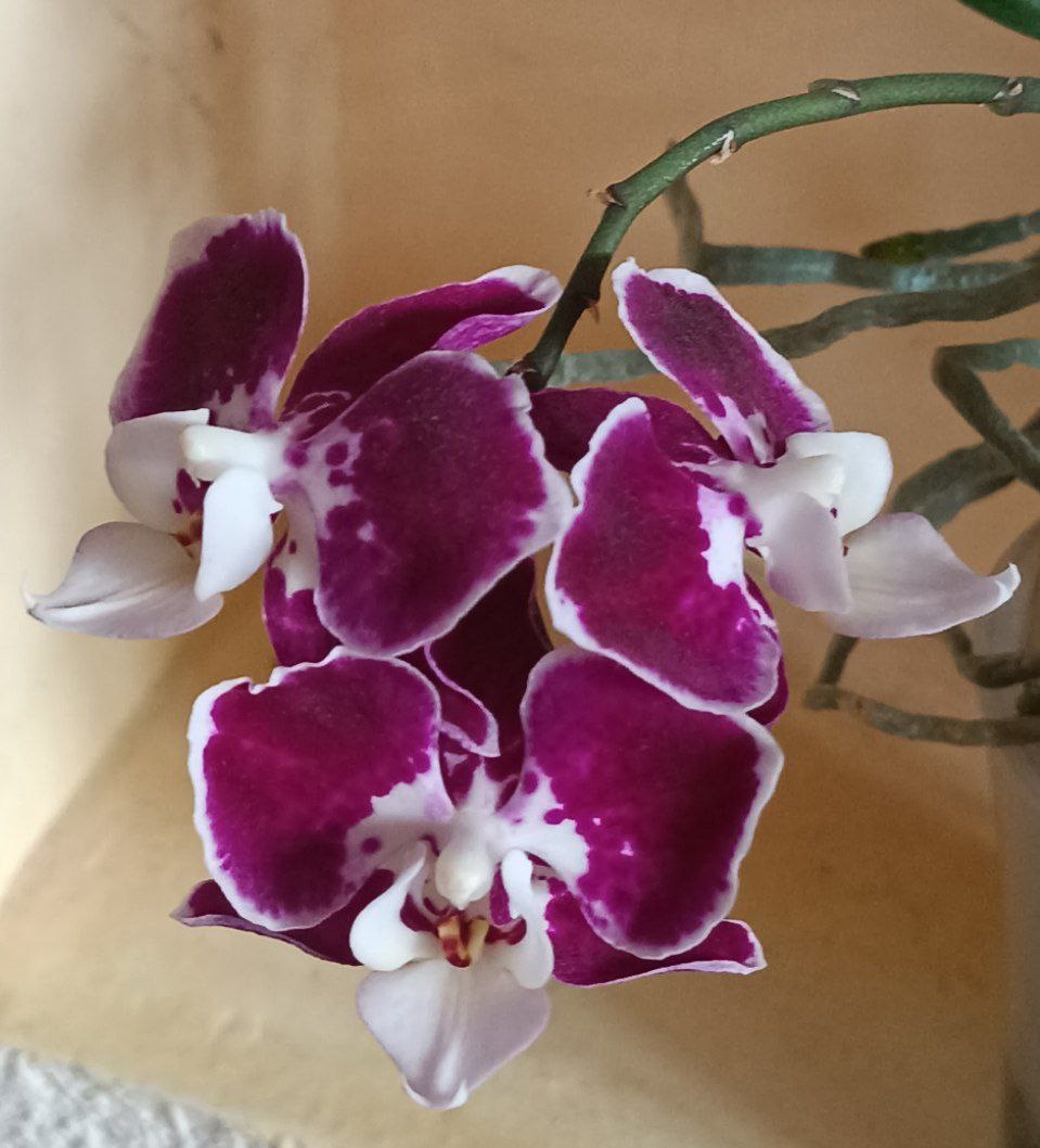 Обложка статьи. Цветение 2025