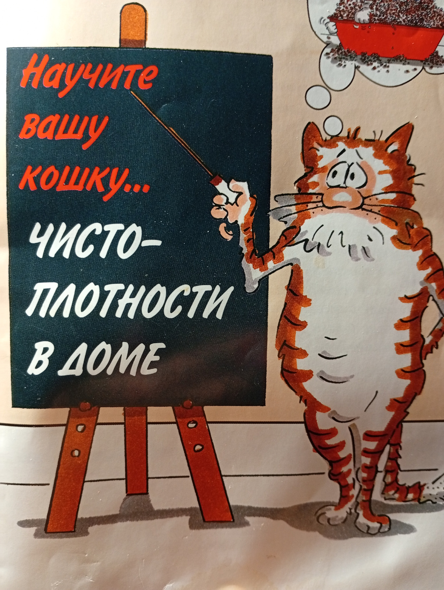 Кошки - фантастические животные. Они будут любить вас,развлекать и станут  прекрасной компанией как для пожилых ,так и для молодых. Если раньше у вас никогда не было домашнего любимца, вы удивитесь ,насколько простой в содержании окажется кошка.