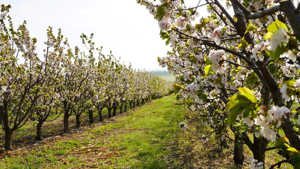 Фото: «Ъ-Кубань»