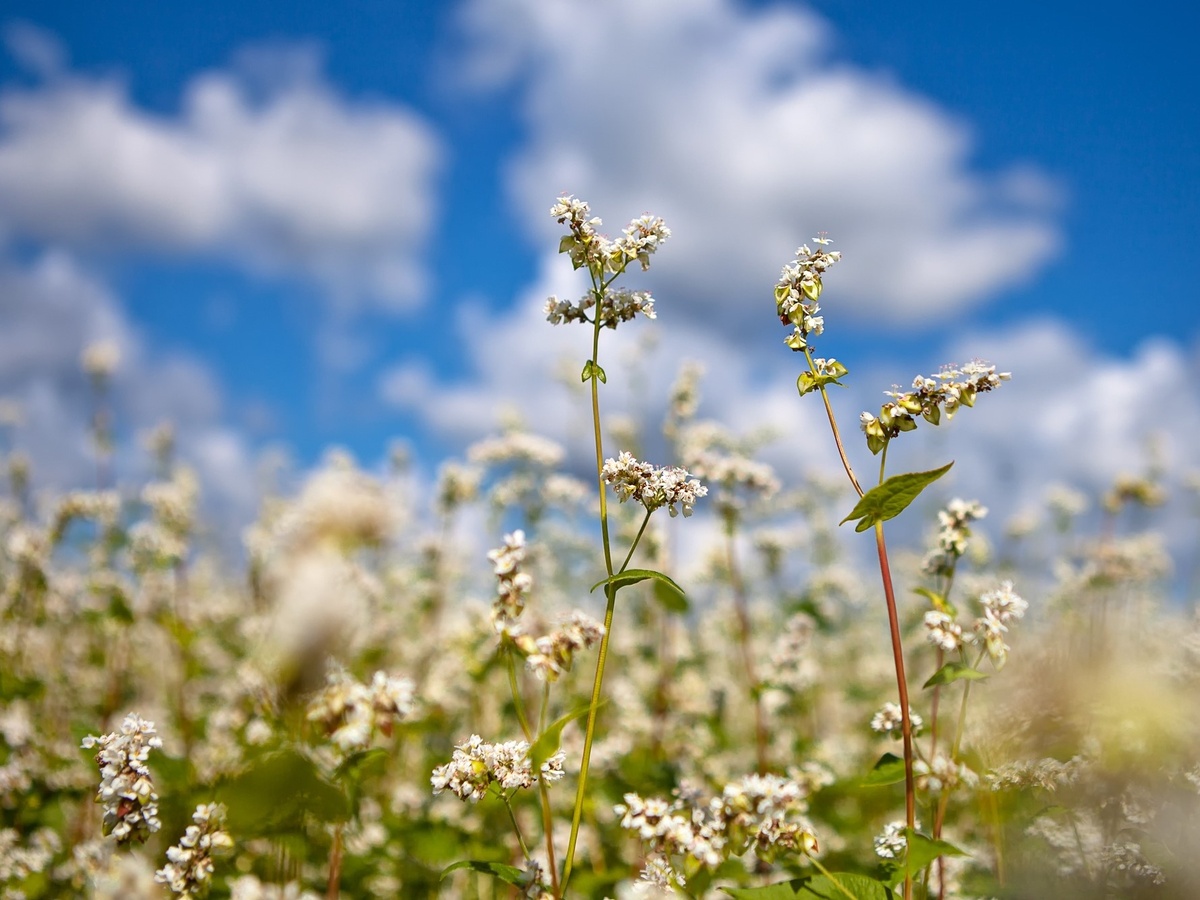 Поля органической фермы "Чёрный хлеб" гречиха