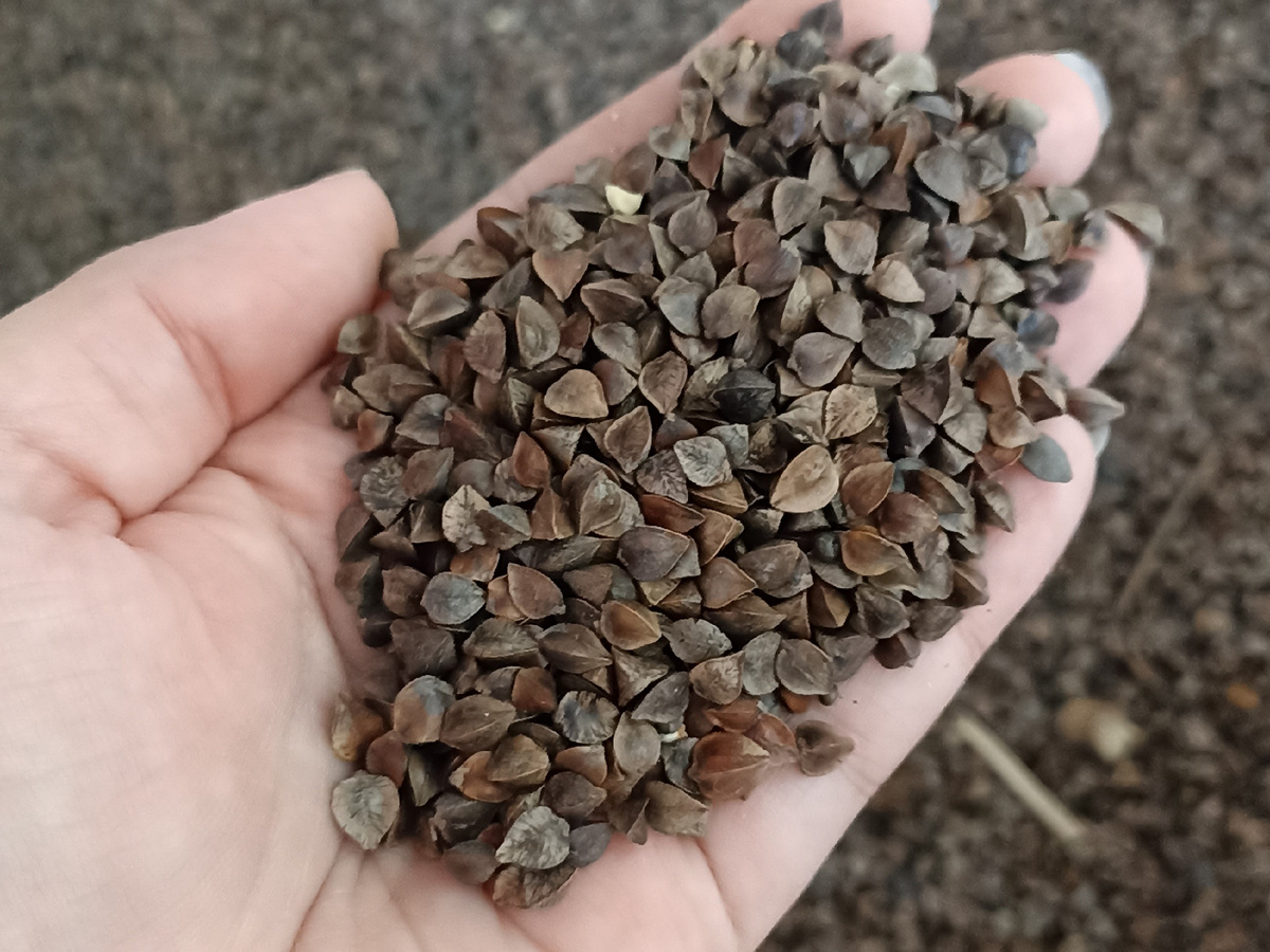 Органическая гречиха "Чёрный хлеб"