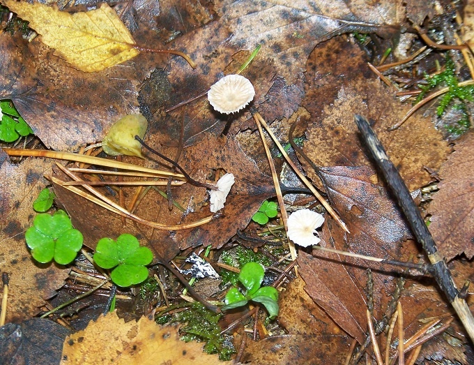 Чесночник дубовый