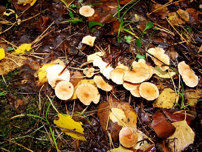 Чесночник большой