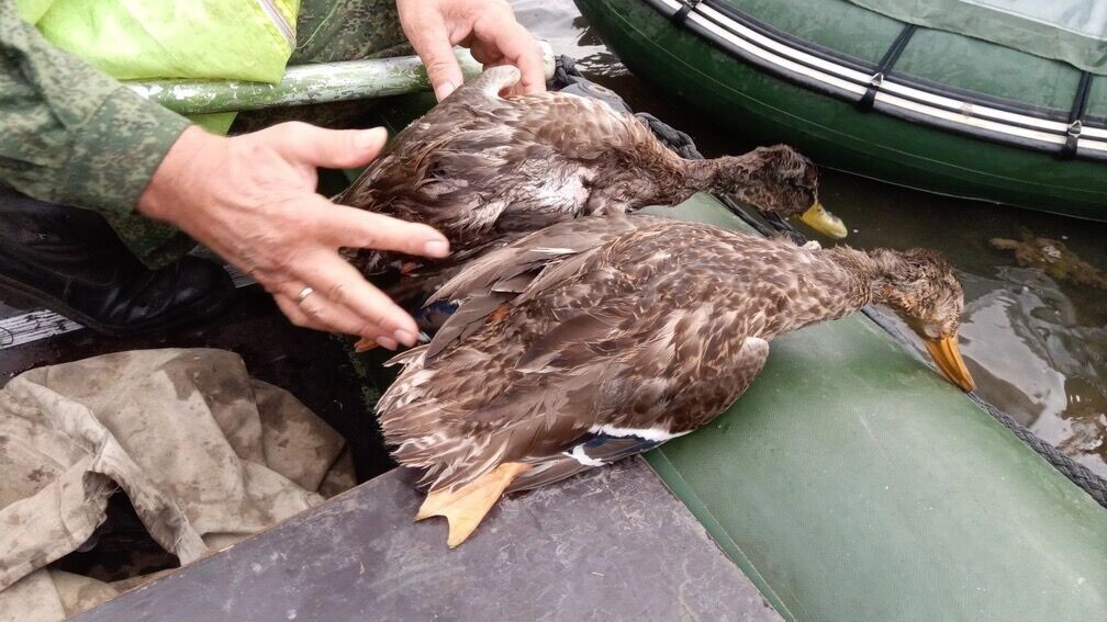     Источник: 1MI