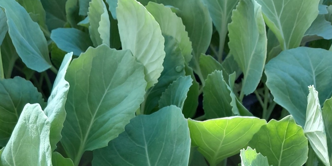 Посев с кипятком и еще 3 способа вырастить невытянутую рассаду капусты