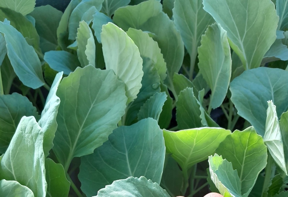 Рассада капусты