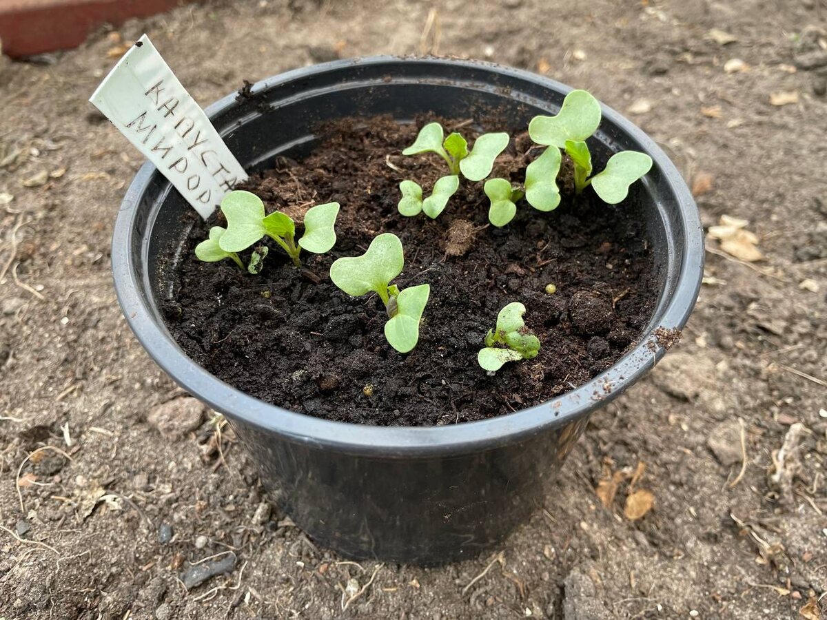 Ранняя капуста была посеяна 2 недели тому назад в теплице. Фото автора