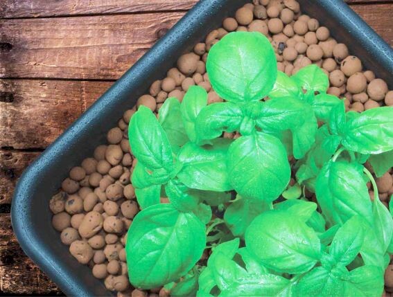 Керамзмзит в растениеводстве