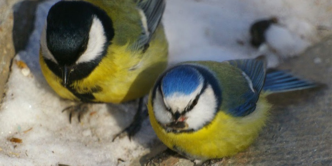 Лазоревка. Берегите молоко: чем синичка в синей шапочке отличается от привычной желто-черной