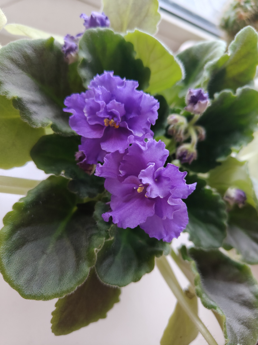 Мои фиалки наконец расцвели