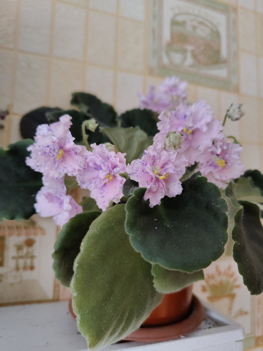 Очень необычная расцветка у фиалочек