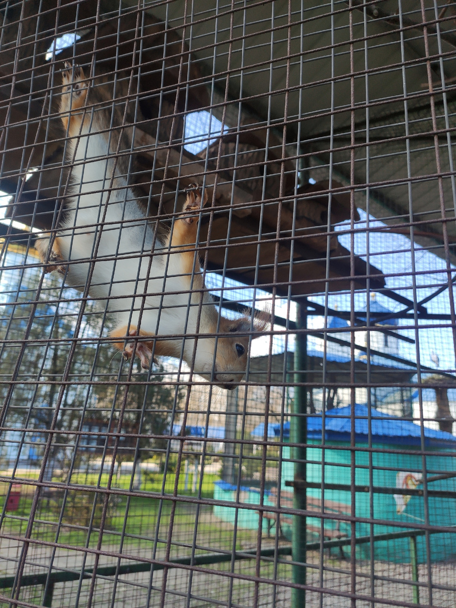 Сегодня белочка показалась 