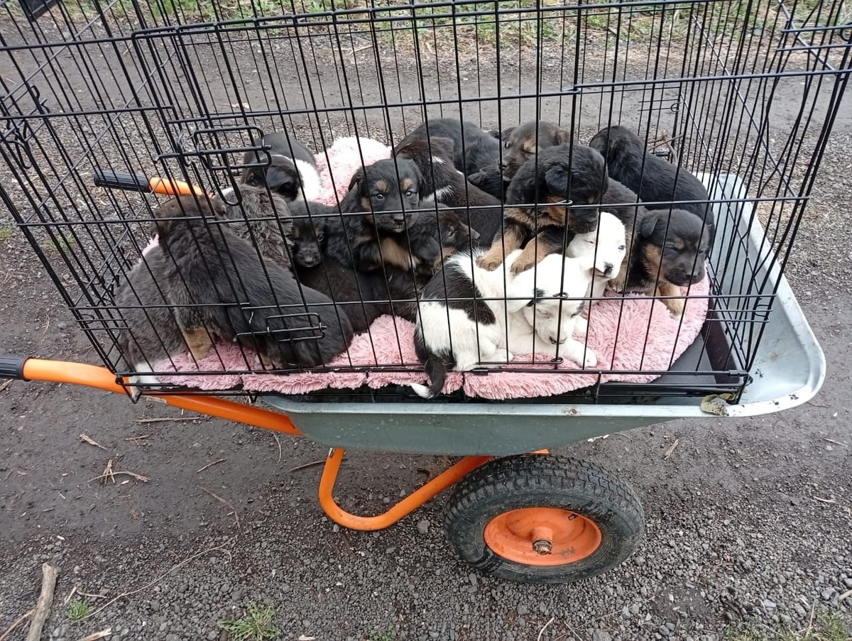 Фото: группа «Помощь животным | Право Жить | Курск» ВКонтакте