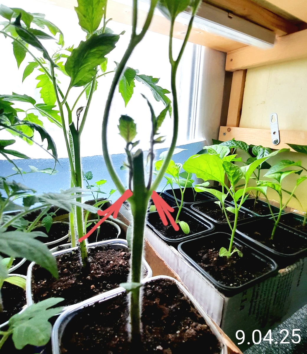 Фото автора.