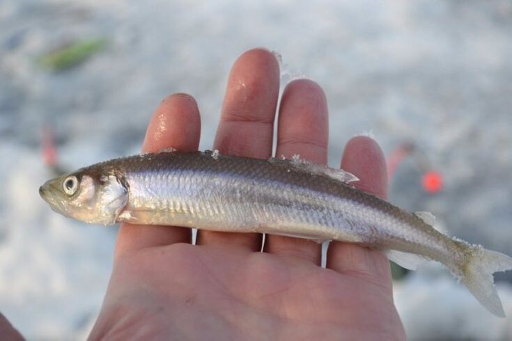 Фото из поисковой системы Яндекс