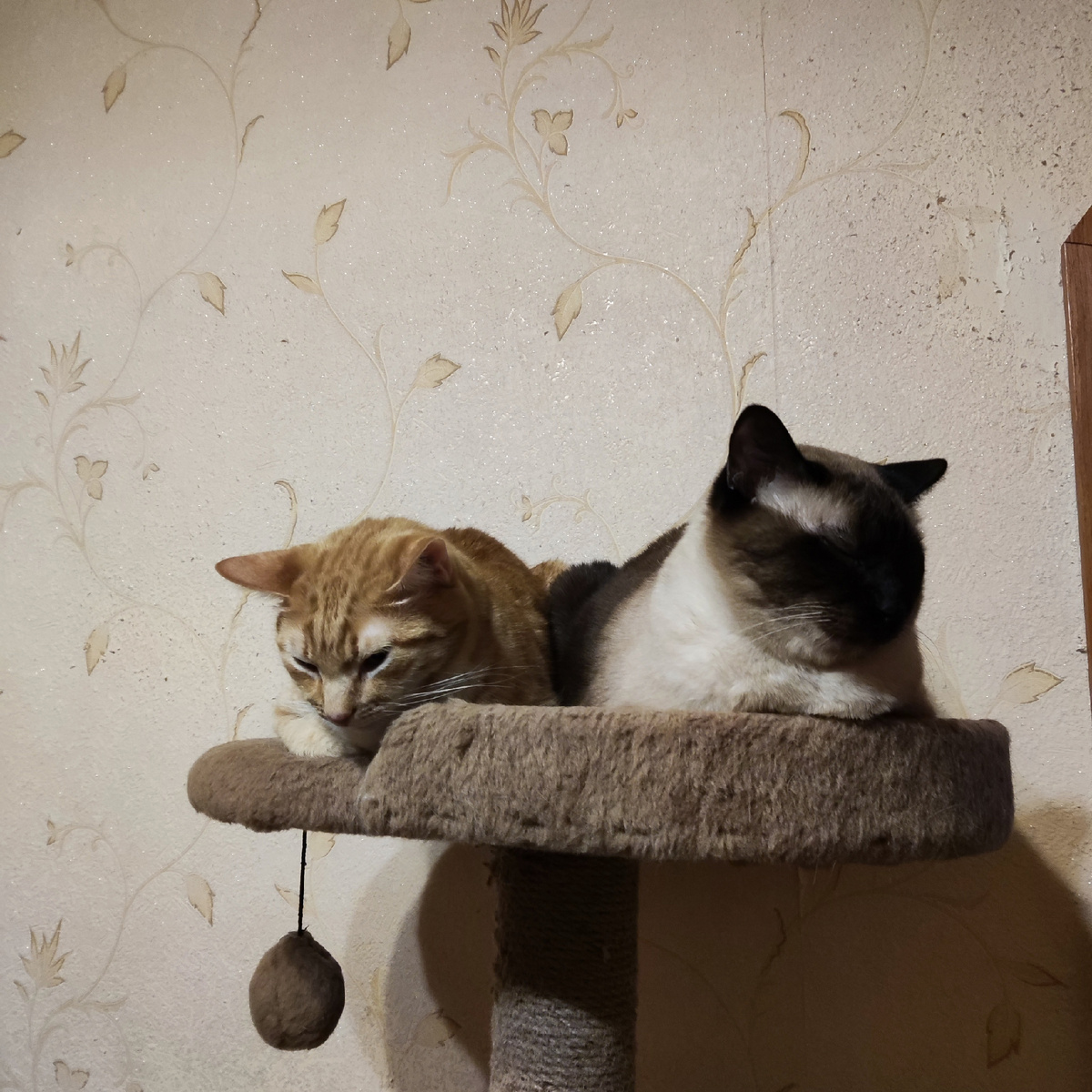 Шурик и Мурчик