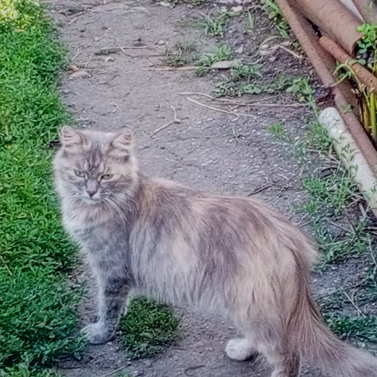 Масяня Васильевна собственной персоной