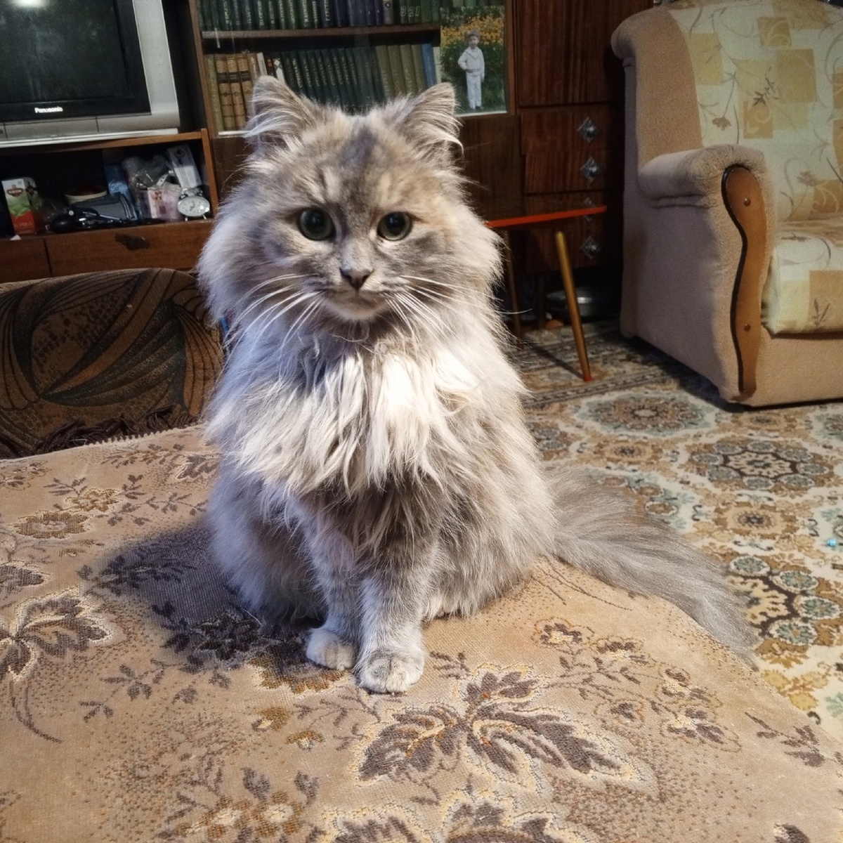 Понимает, что ее фотографируют...Позирует.