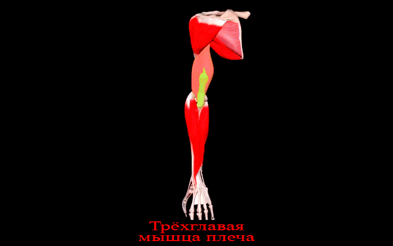 Трёхглавая мышца плеча