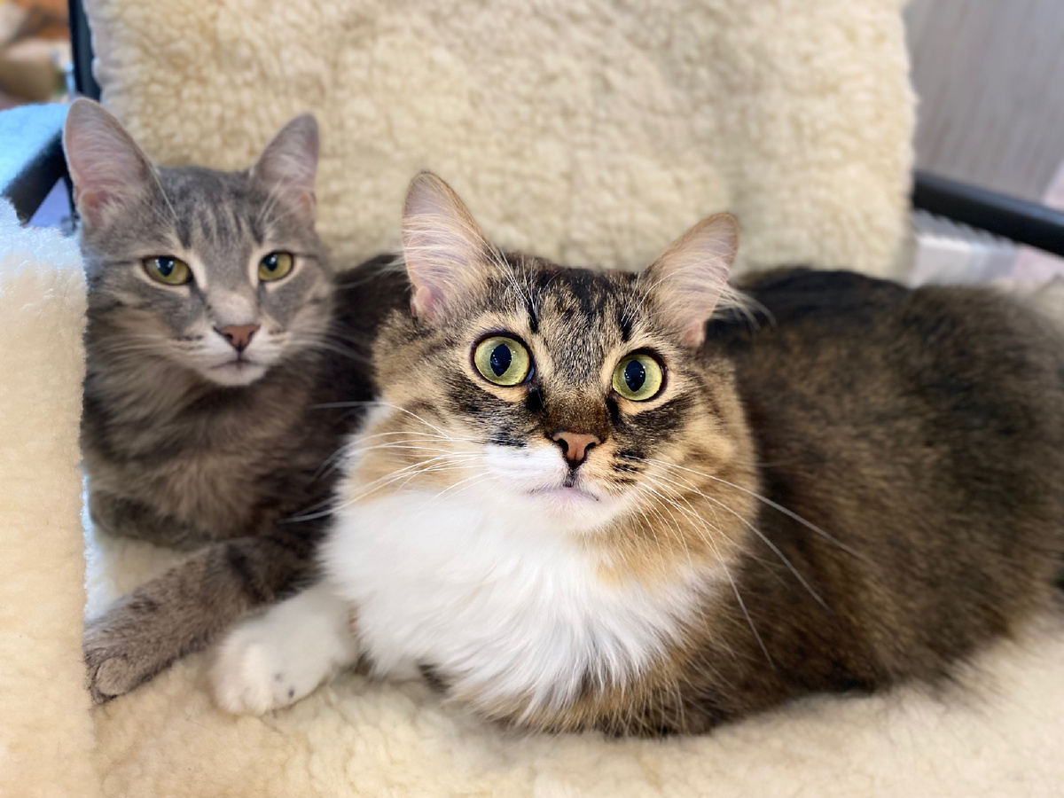 Сержик и Бусинка 