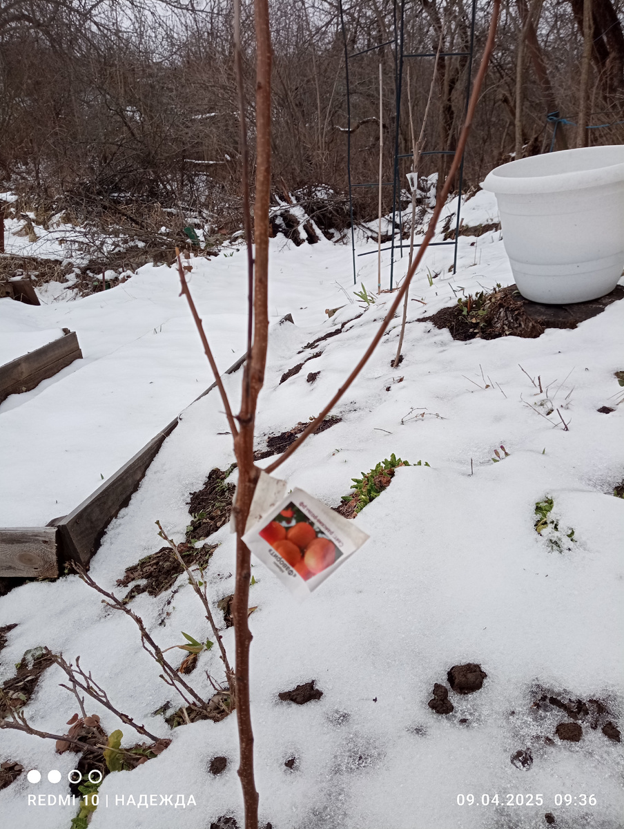 Это абрикос торчит. Или растёт. Пока ещё не знаю. 