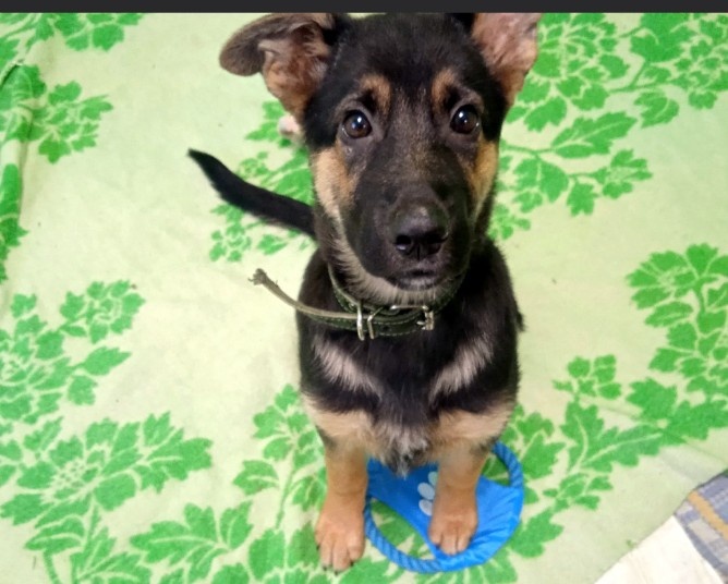 Такой Вита попала к нам.