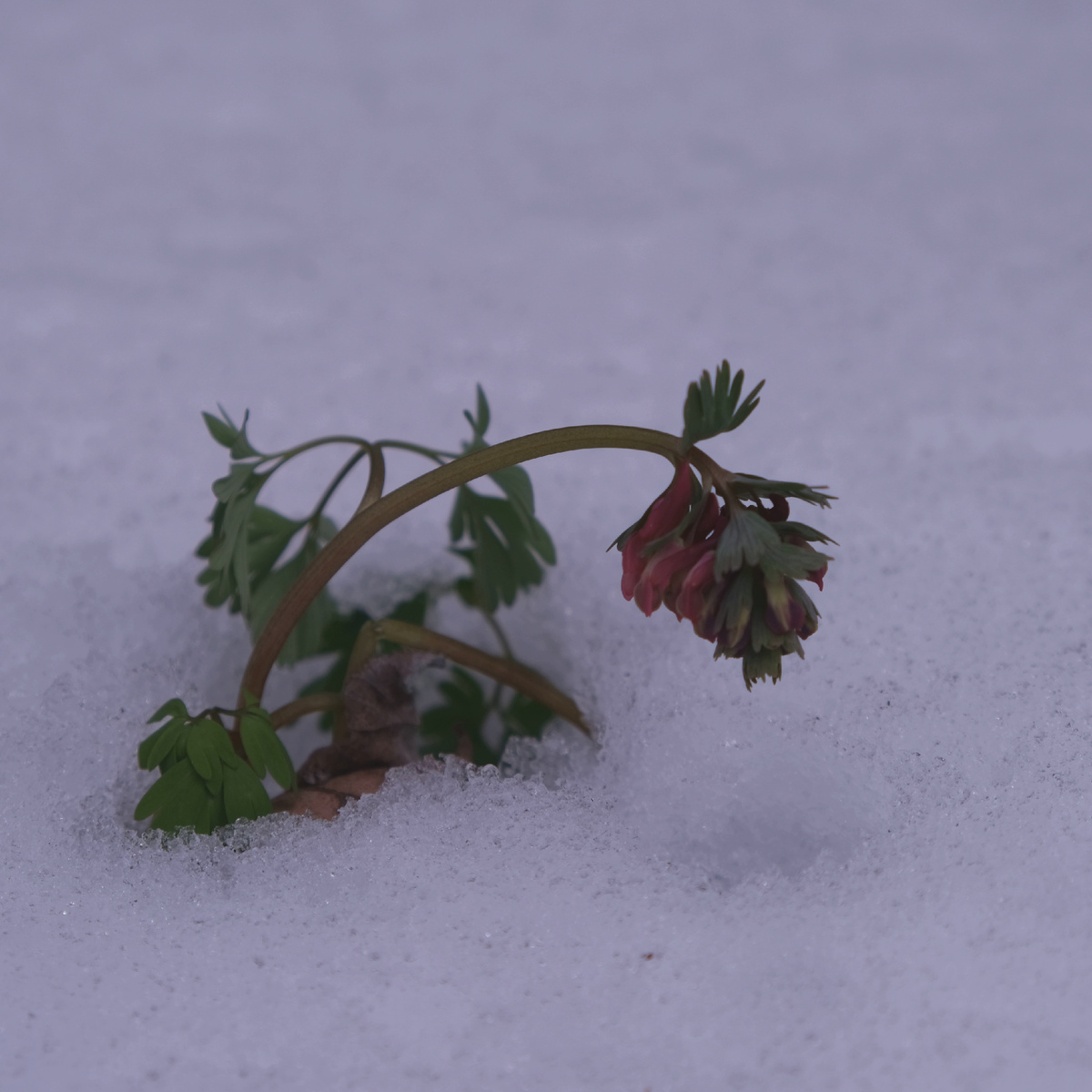 Бедная хохлатка - символ этой недели