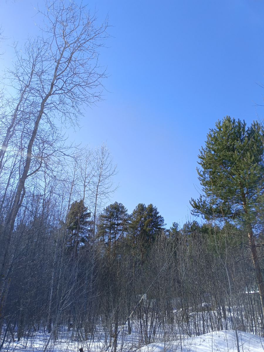 фото автора: так еще недавно было на даче