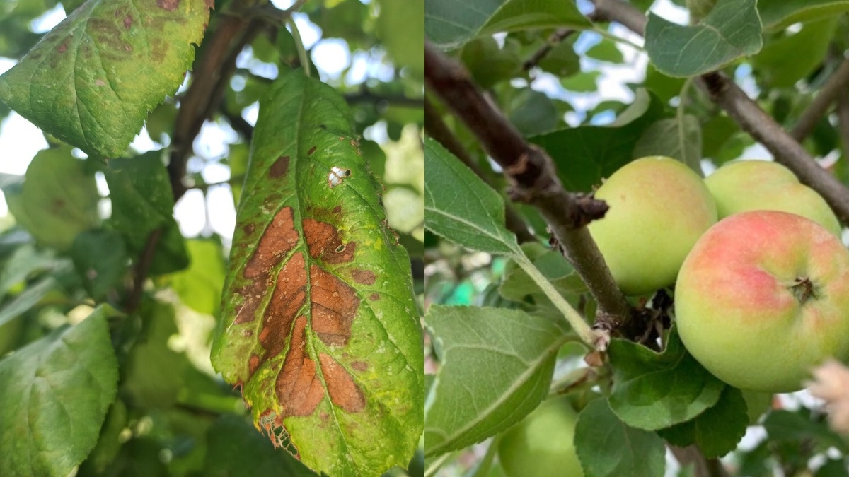 Слева яблоня без обработки, справа - после медного купороса. Разница через месяц.