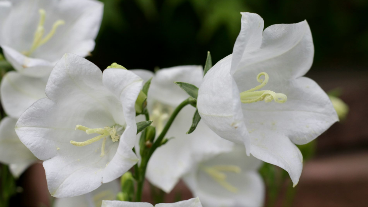 Колокольчик многолетний: полное руководство по выращиванию и уходу для начинающих