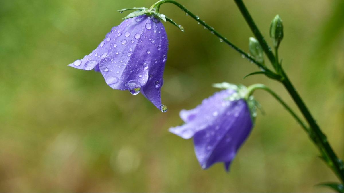 Выбор места для колокольчика и подготовка почвы