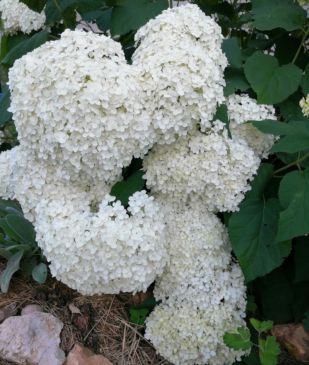 Гортензия древовидная 'Аннабель'. 