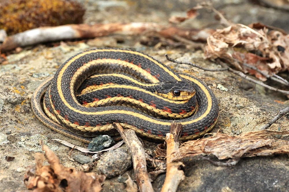    Африканская подвязочная змея может нанести серьезный укус, но сам яд не слишком токсичен. Некоторые люди могут выжить после укуса. / mickilu / iStock