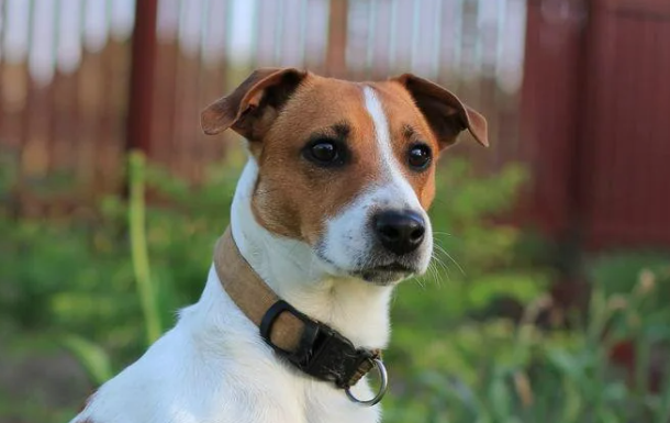 Собаки-долгожители: 5 пород, которые радуют хозяев дольше всех