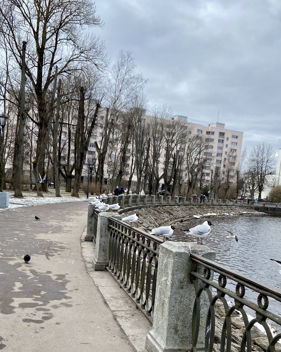 Чайки наблюдают…