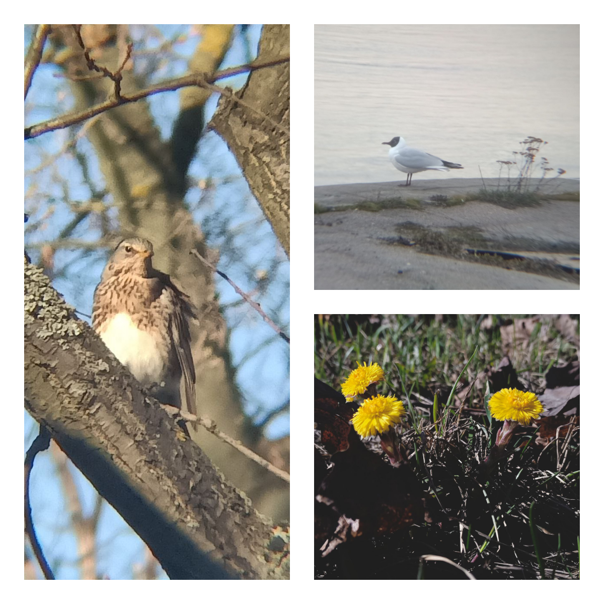 дрозд, чайка и мать-и-мачеха