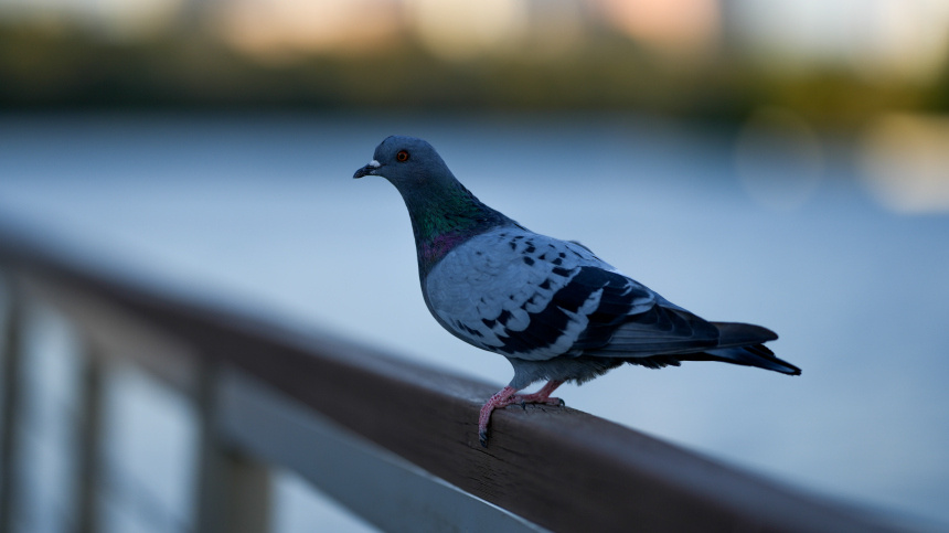    Фото: ИЗВЕСТИЯ/Дмитрий Коротаев; 5-tv.ru