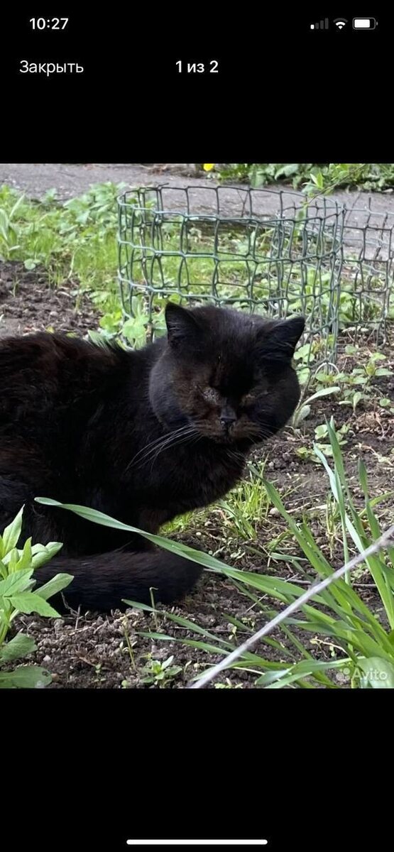 Люций на улице