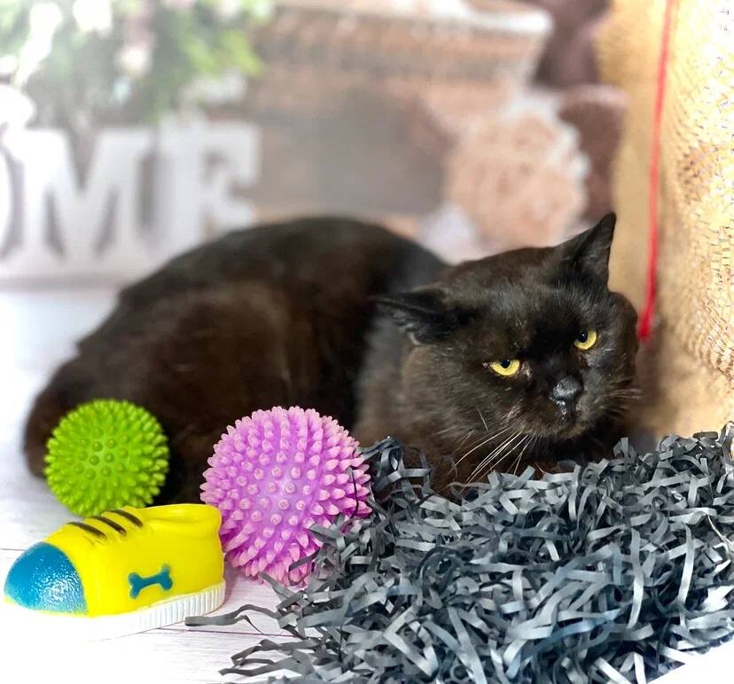 Люций (для просмотра следующих фото листайте вправо)